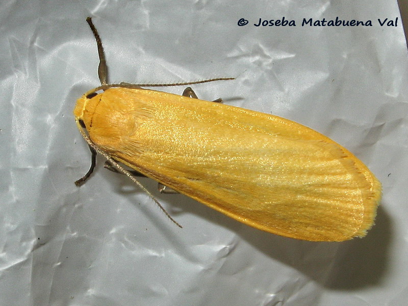 Eilema sororcula - Erebidae Arctiinae